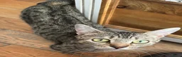 Domestic Shorthair cats for sale: Two bonded male tabby kittens  in Northallerton - Advert 6
