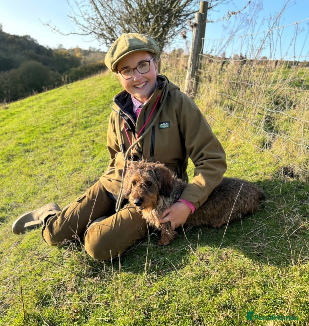 Dachshund dogs for sale: KC Standard Wirehaired Dachshund Puppies - Advert 5