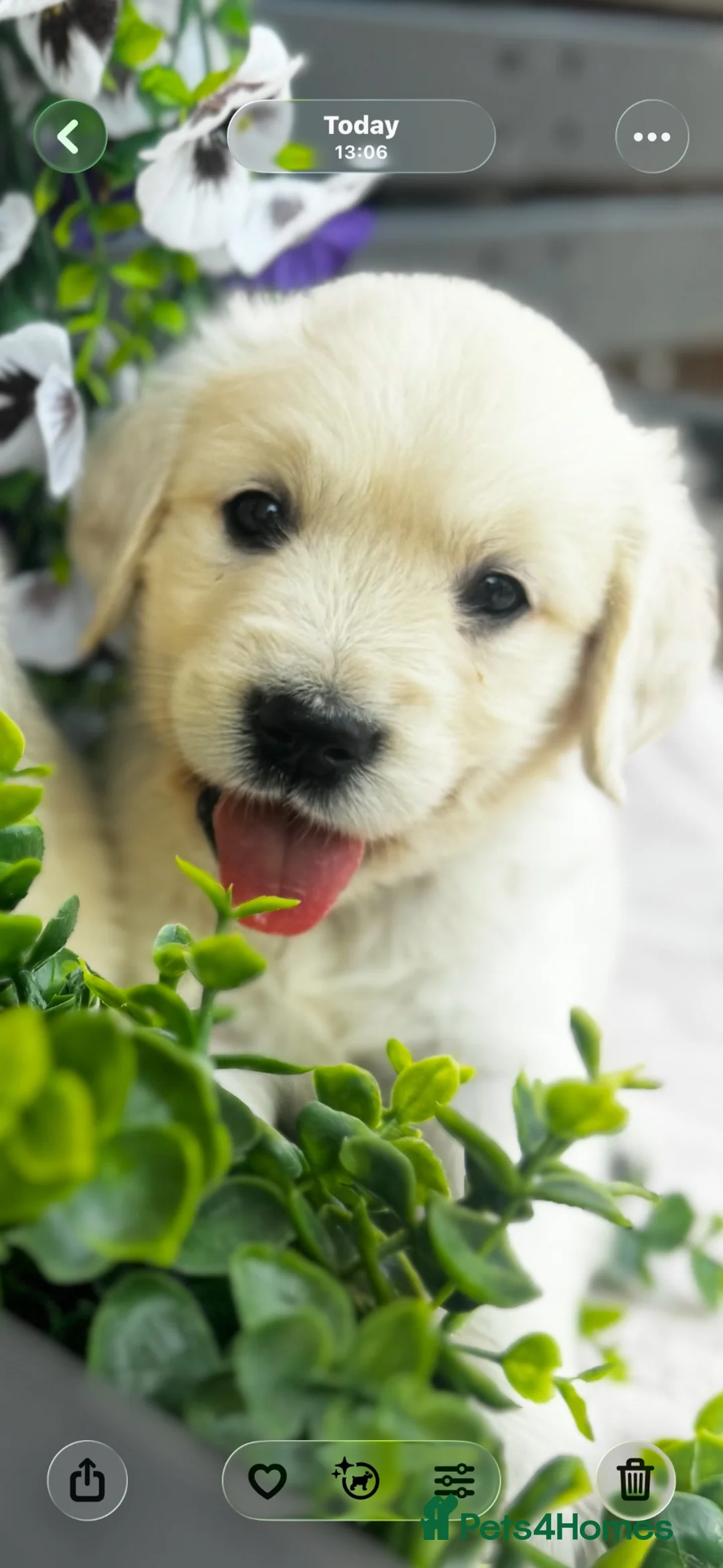 Golden Retriever dogs for sale: 9 exceptional Golden retriever  - Advert 1
