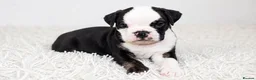 English Bulldog dogs for sale: New English bulldog puppies - Advert 10