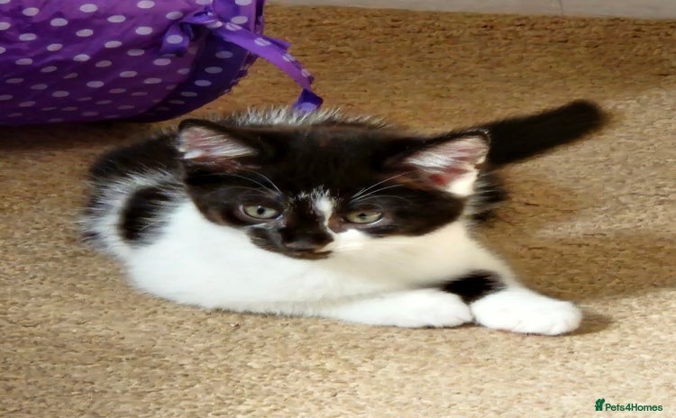 Mixed Breed cats - Advert 3