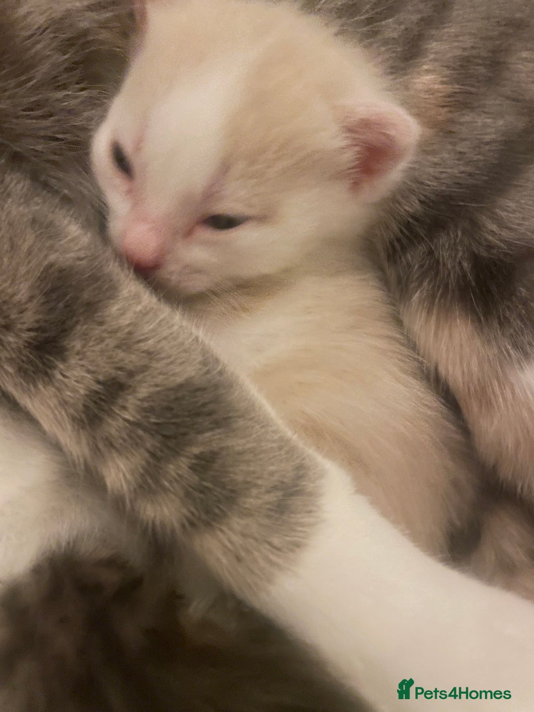 Mixed Breed cats for sale: 3 BOYS AVAILABLE - Advert 6