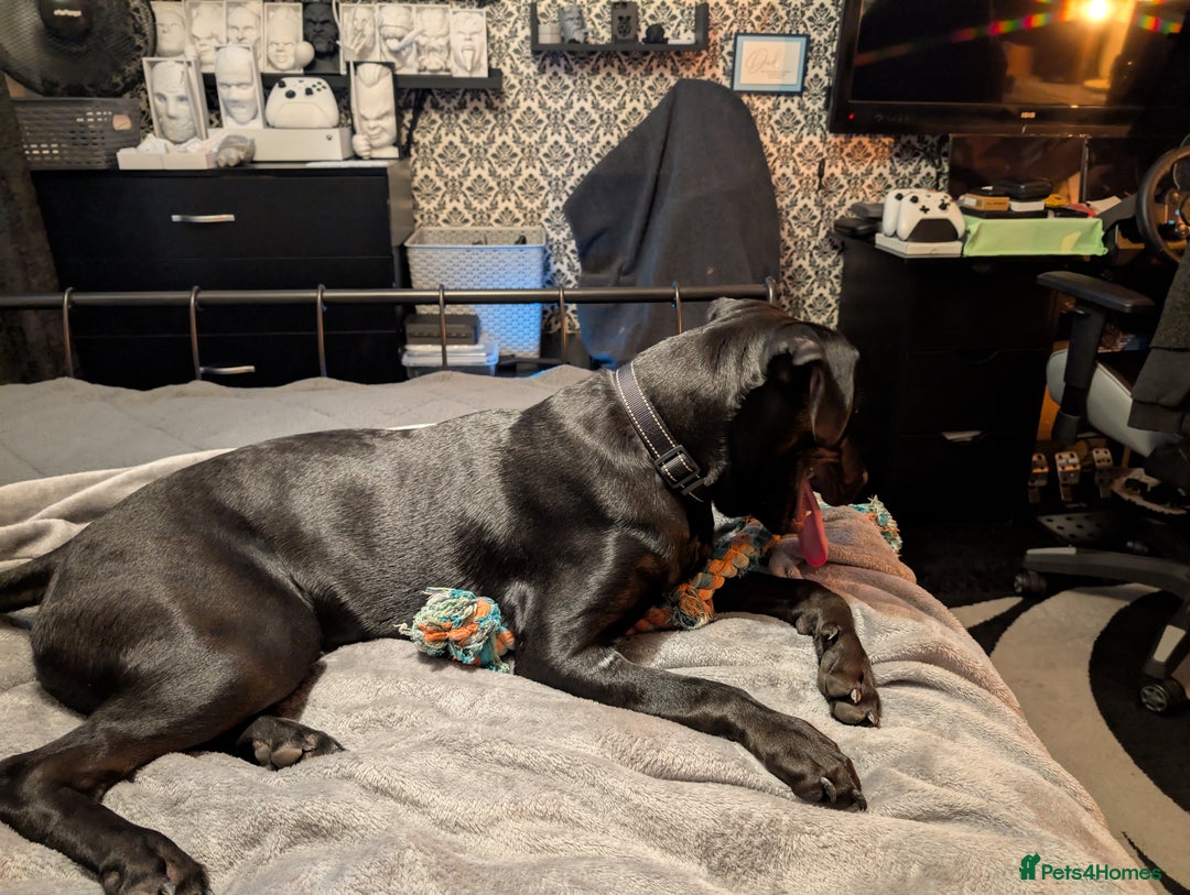 Mixed Breed dogs for sale: Rottweiler cross  - Advert 3