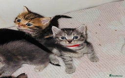 Mixed Breed cats for sale: 6 British Shorthair cross kittens  - Image 1