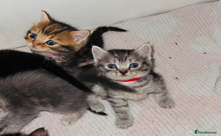 Mixed Breed cats - Advert 15