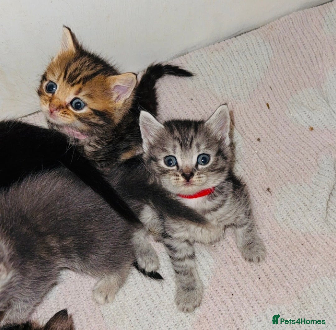 Mixed Breed cats for sale: 6 British Shorthair cross kittens  - Image 1