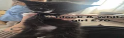 Mixed Breed cats for sale: Mixed fur babies - Advert 3