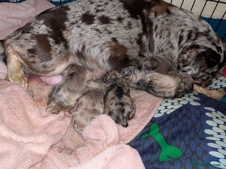 Frug dogs Beautiful litter of frugs - Advert 5