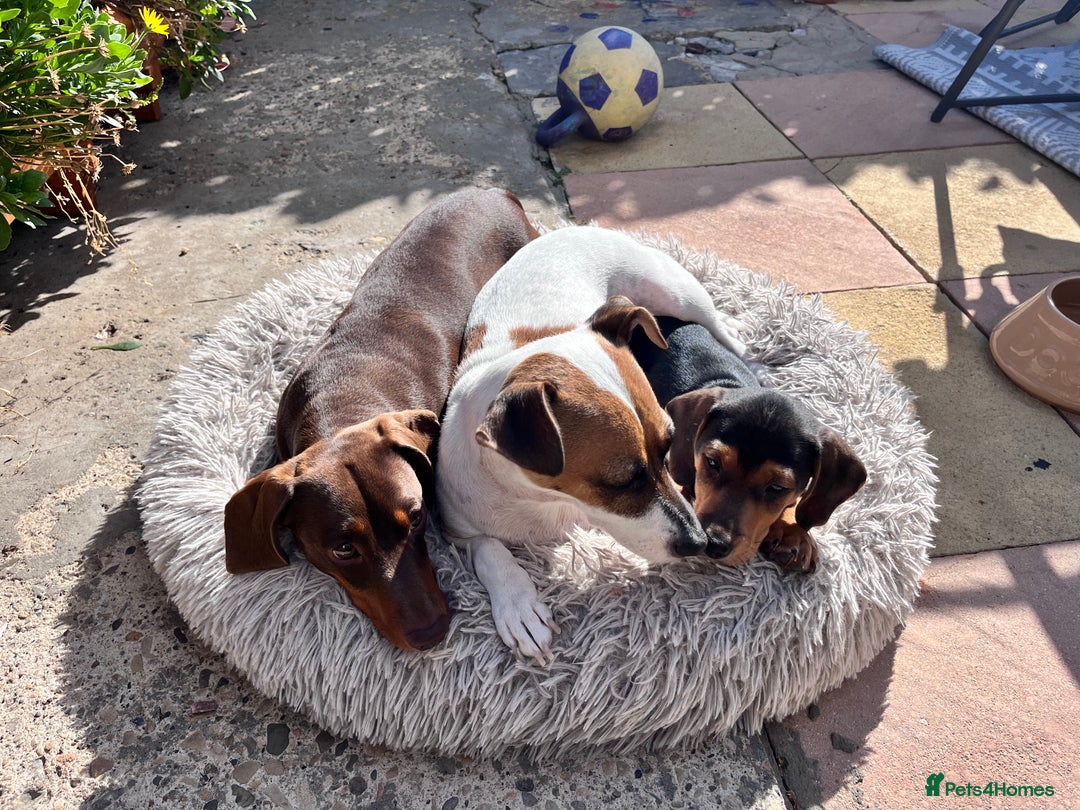 Mixed Breed dogs for sale: 15 week old boy jaxdax , last of the litter of 5  - Image 3