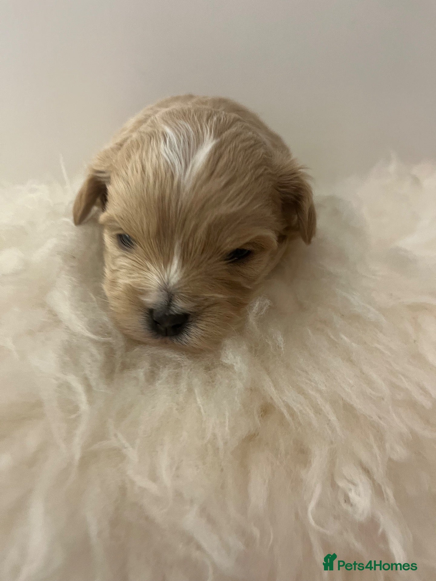 Maltipoo dogs OUTSTANDING TOY/KOREAN MALTIPOOS  - Advert 2