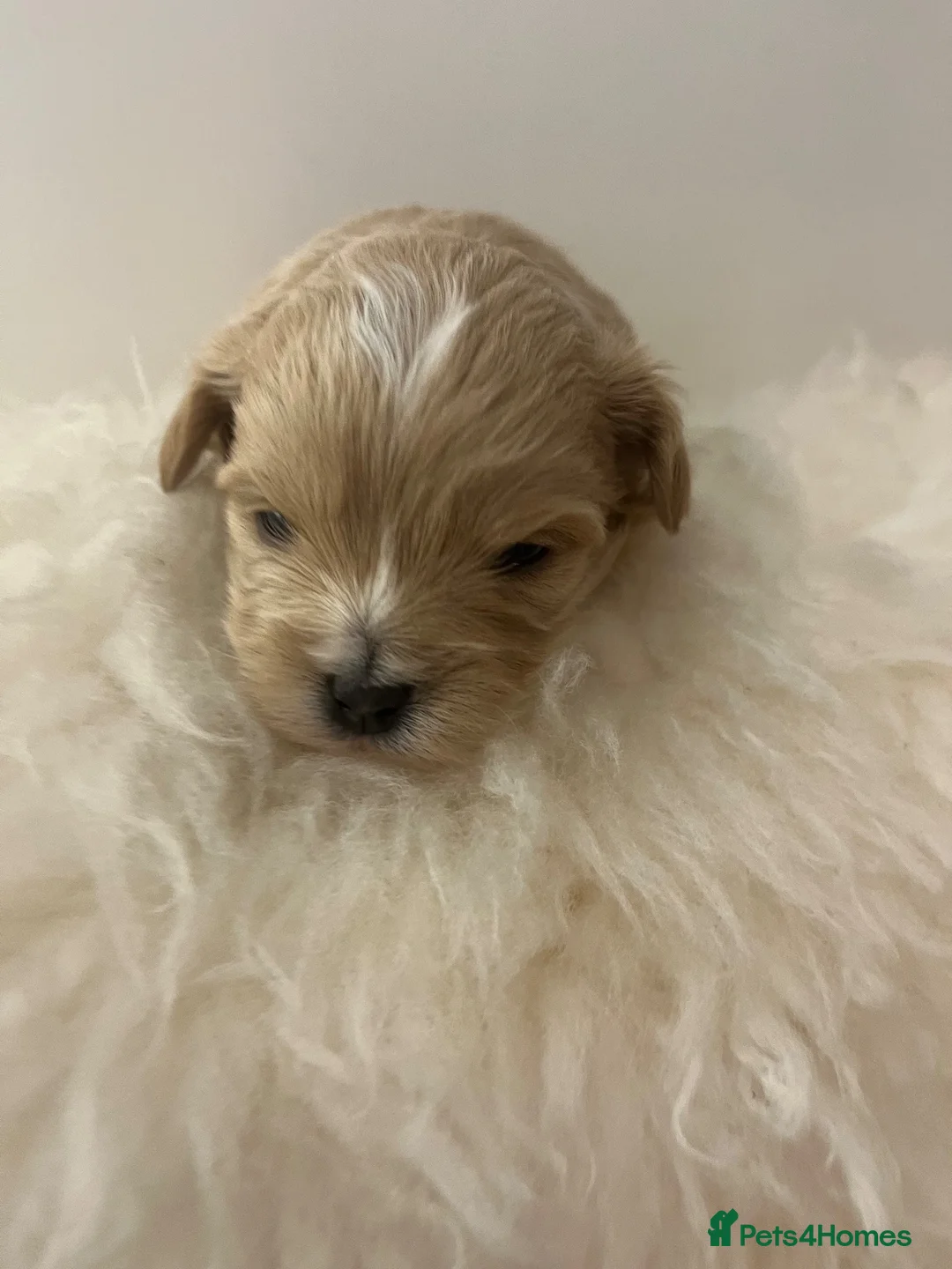 Maltipoo dogs for sale: OUTSTANDING TOY/KOREAN MALTIPOOS  - Advert 2