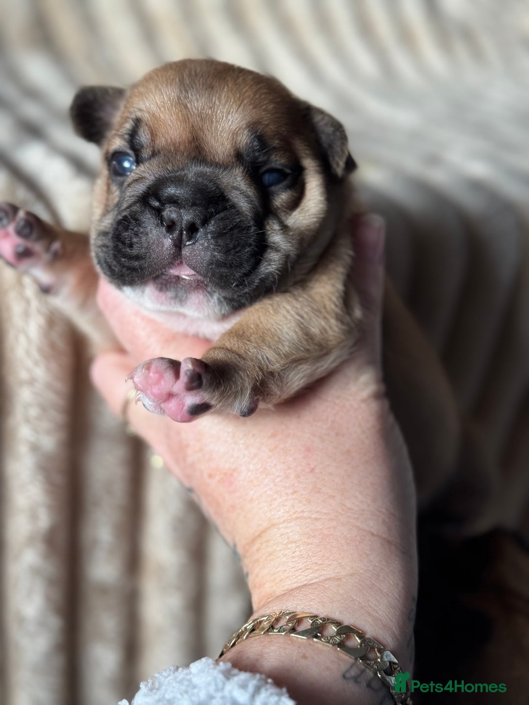 French Bulldog dogs for sale: AMAZING QUALITY FRENCH BULLDOG PUPS  - Advert 15