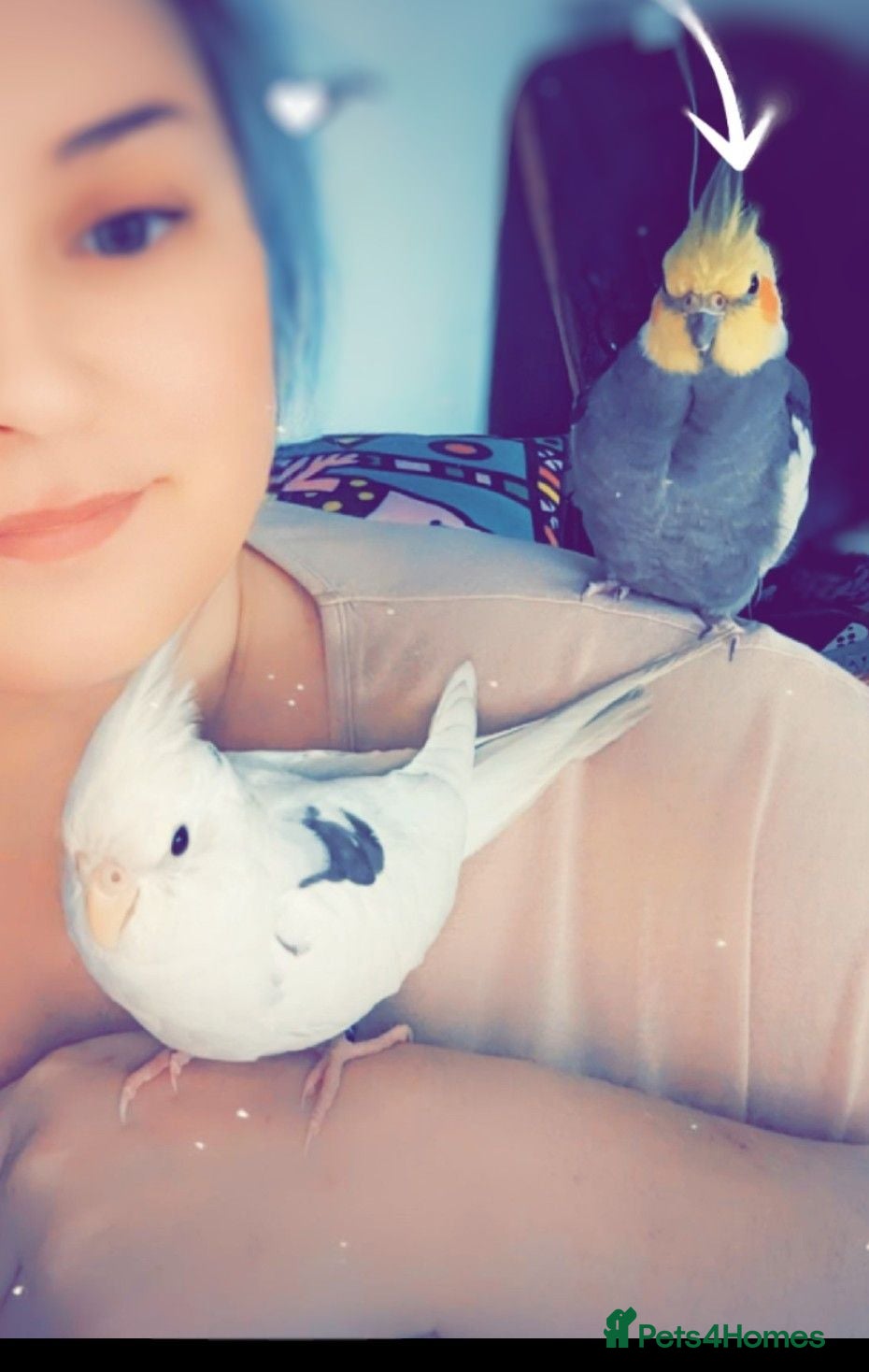 Cockatiels birds Tame cockateils  - Advert 10