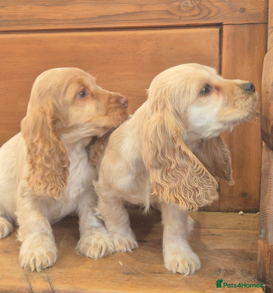 Cocker Spaniel dogs for sale: 🐾 Show-Type Cocker Spaniel Puppies 🐾 - Advert 4