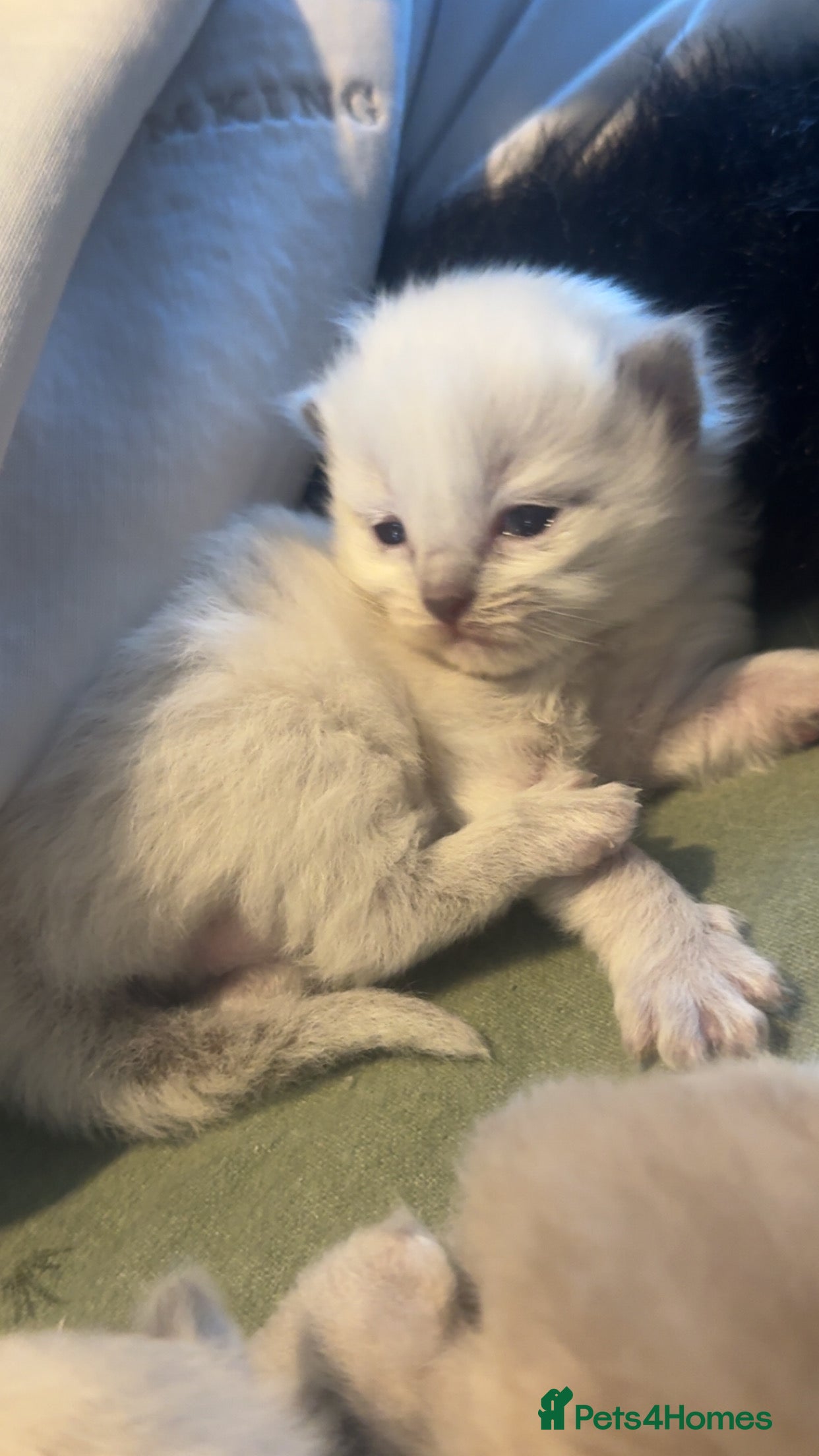 Ragdoll cats Cherubim ragdoll  - Advert 1