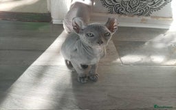 Sphynx cats for sale: Shynx Elf & Peterball kittens - Image 5