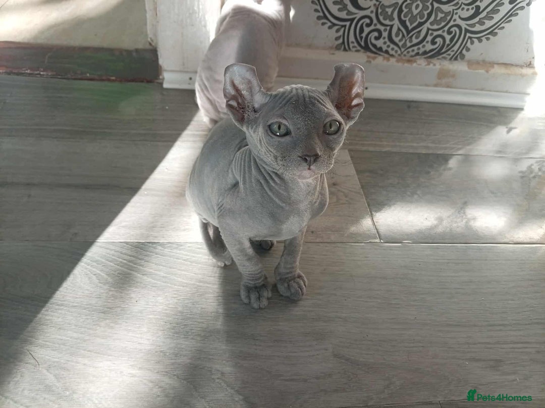Sphynx cats for sale: Shynx Elf & Peterball kittens - Image 5