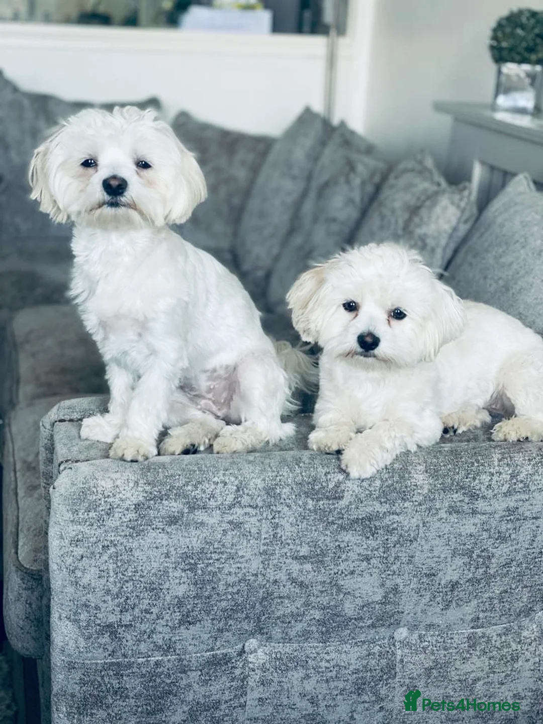 Mixed Breed dogs for sale: Bichon Maltese puppies - Advert 10