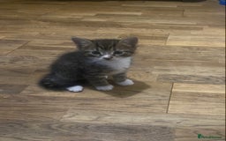 Mixed Breed cats for sale: Playful male kitten(grey/black) - Image 1