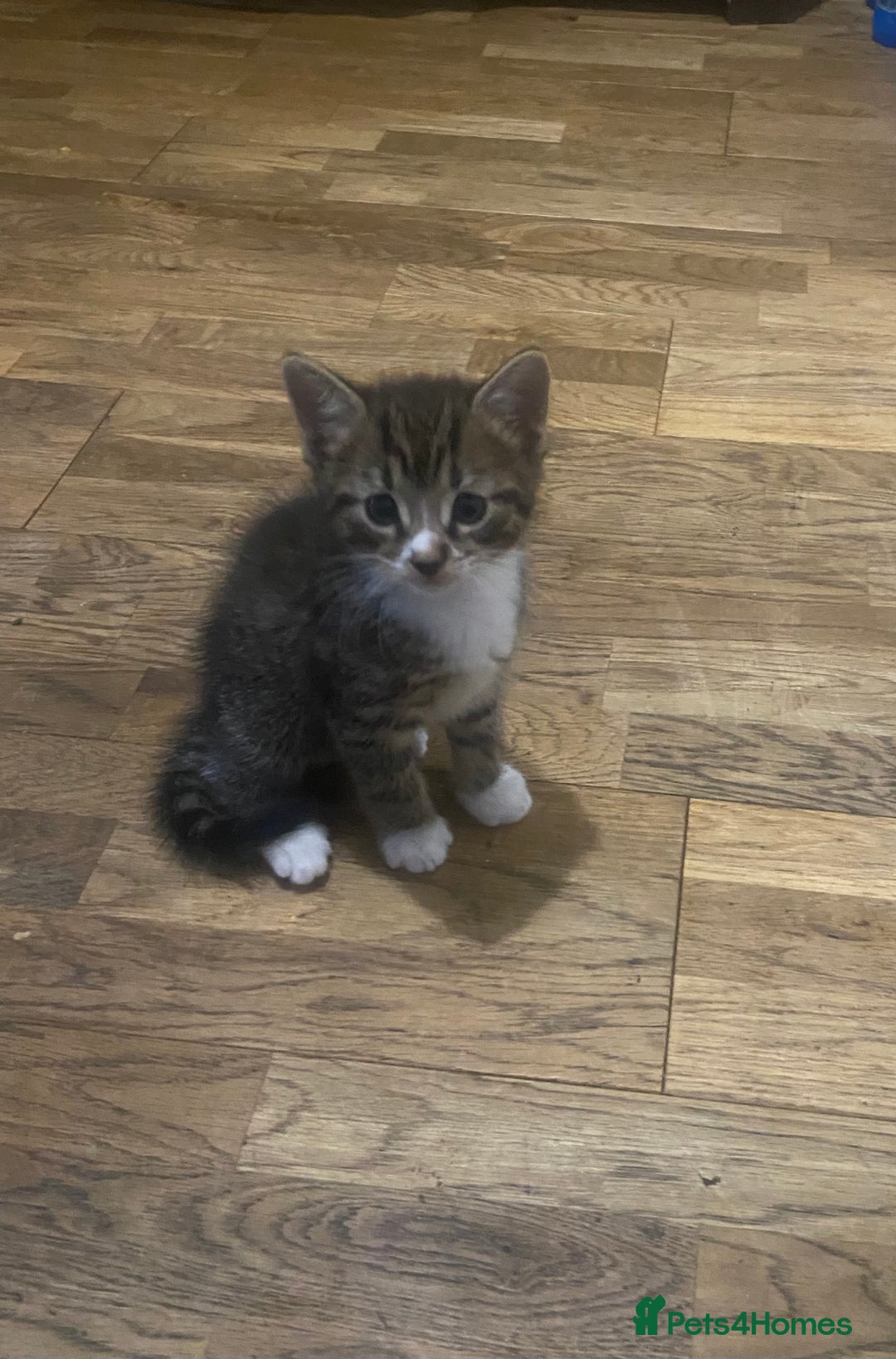 Mixed Breed cats for sale: Playful male kitten(grey/black) - Image 1