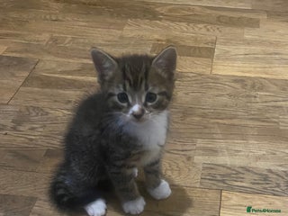 Mixed Breed cats - Advert 9