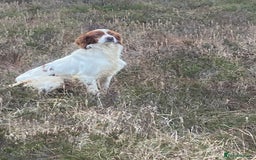 Irish Setter dogs for sale: 17 month old Irish Red & White Male Setter - Image 2