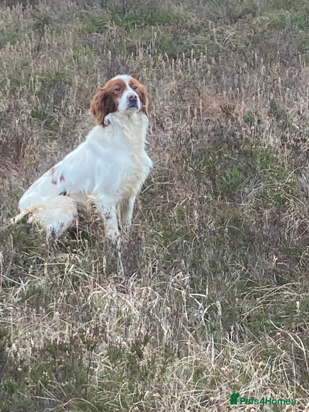 Irish Setter dogs for sale: 17 month old Irish Red & White Male Setter - Image 2