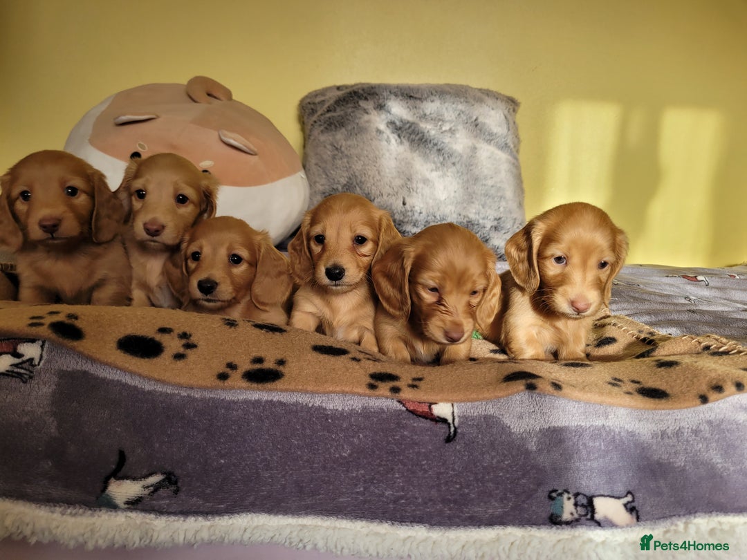 Dachshund dogs for sale: Long Haired KC Miniature Dachshund - Advert 21