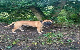 Bullmastiff dogs for stud: 🦴 Now for Stud – Finn Shelby of the Garrison 🦴 - Image 5
