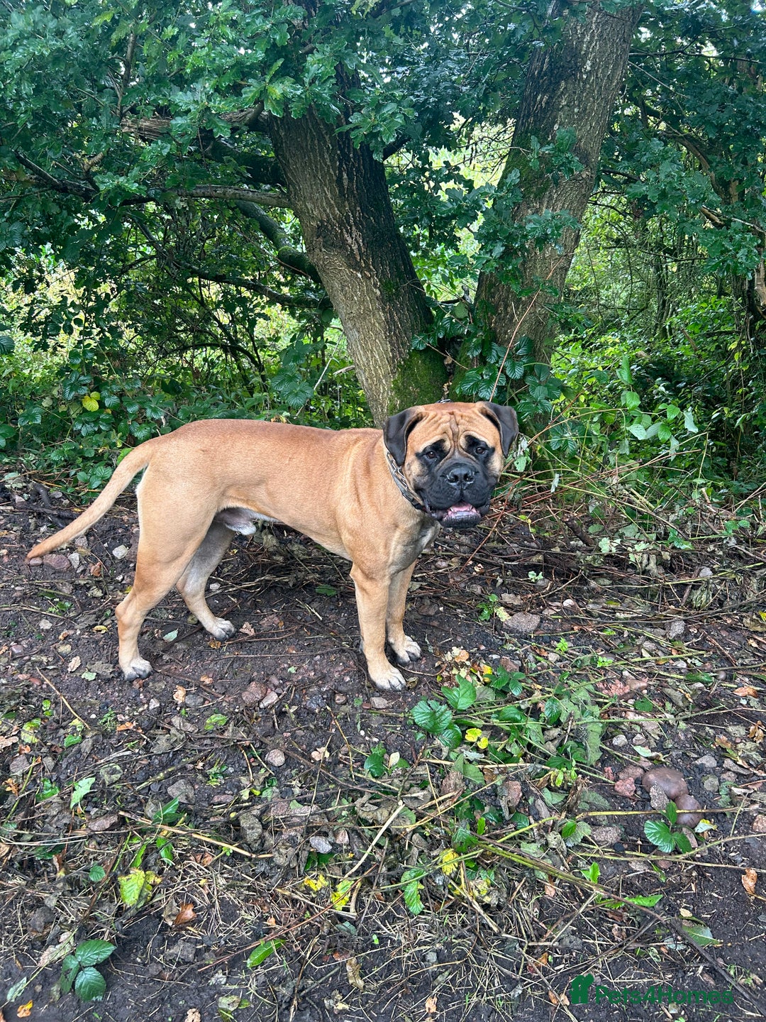 Bullmastiff dogs for stud: 🦴 Now for Stud – Finn Shelby of the Garrison 🦴 - Image 5
