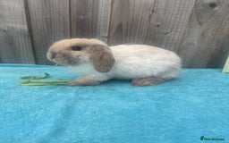 Mini Lop rabbits for sale: Mini lop babies ready to go - Image 15