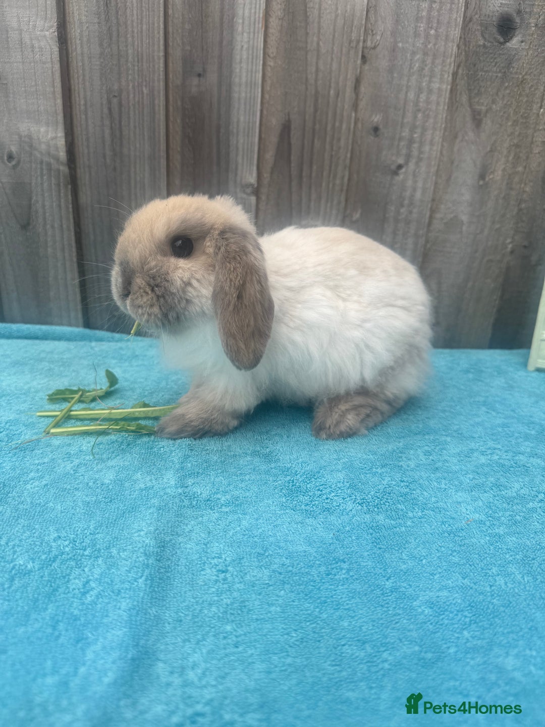 Mini Lop rabbits for sale: Mini lop babies ready to go - Image 15