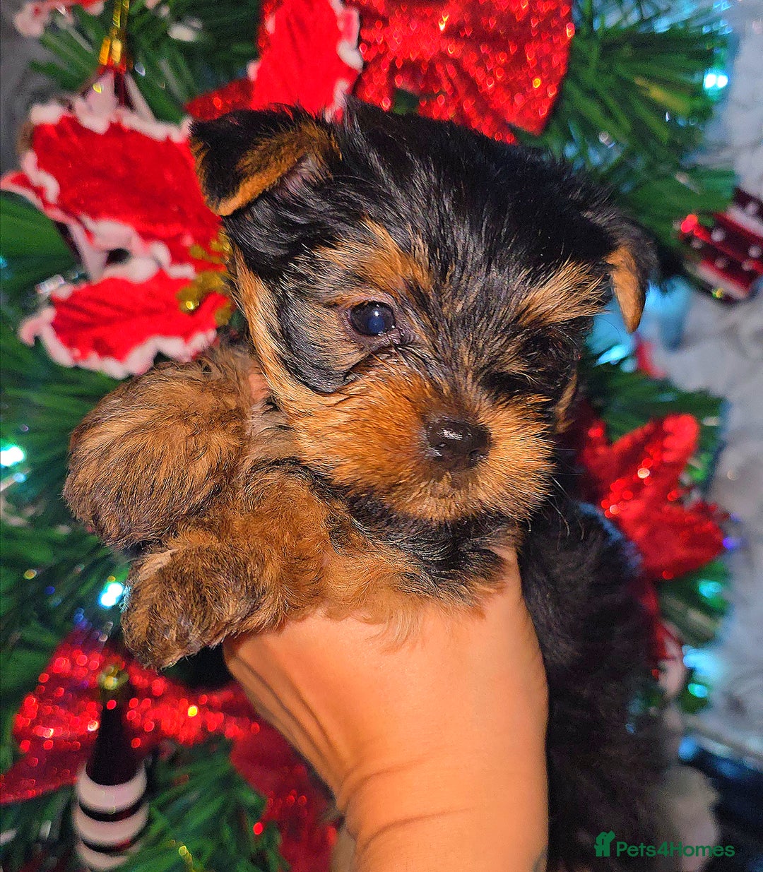 Yorkshire Terrier dogs for sale: Beautifil Yorkie Puppy - Advert 3