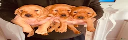 Labrador Retriever dogs for sale: ⭐️Labrador retriever puppies⭐️ in Sevenoaks - Advert 6