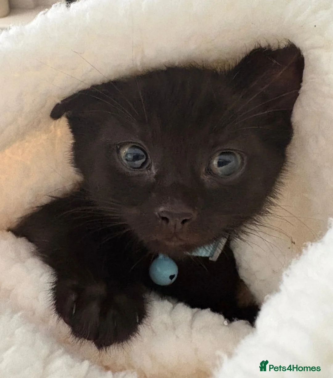 Mixed Breed cats for sale: Kitten - Advert 4