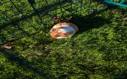 Guinea Pig rodents for sale: Baby guinea pigs - Image 1