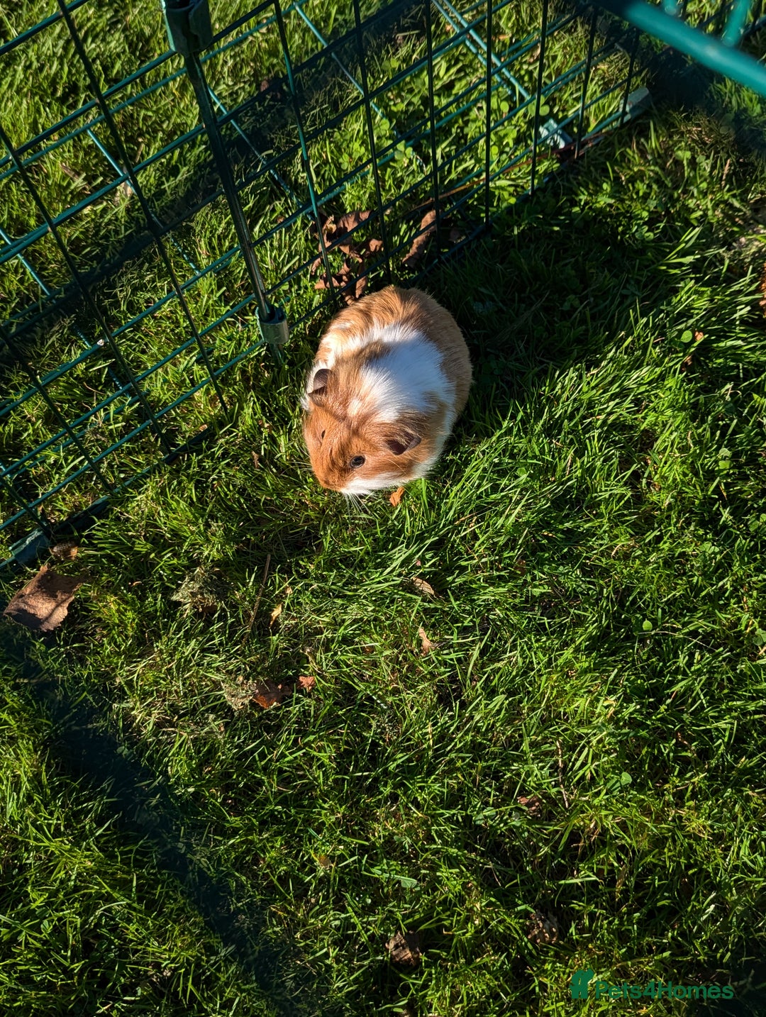 Guinea Pig rodents for sale: Baby guinea pigs - Image 1