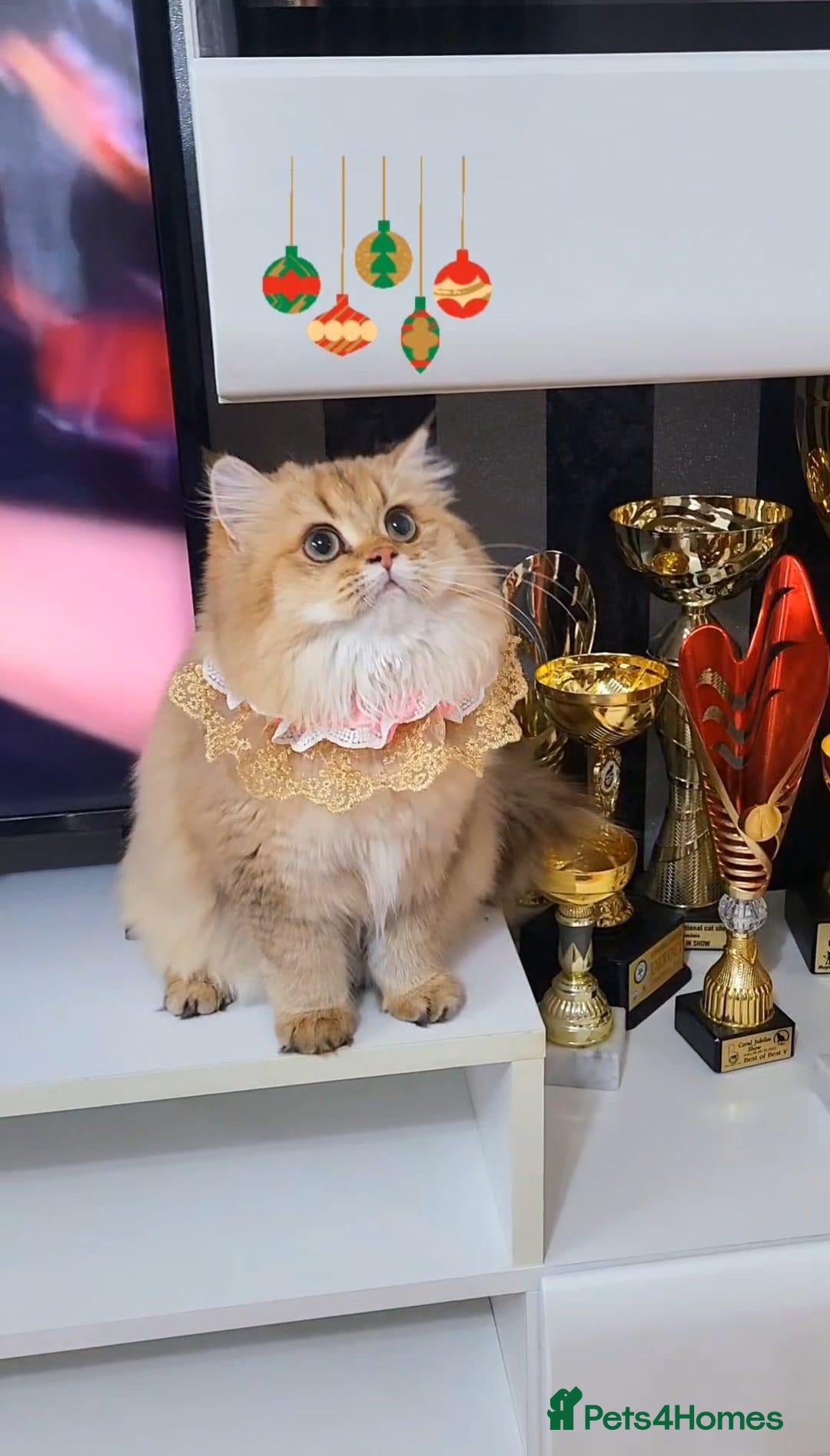 British Longhair cats Stunning British Longhair Golden Girl – Linda - Advert 1