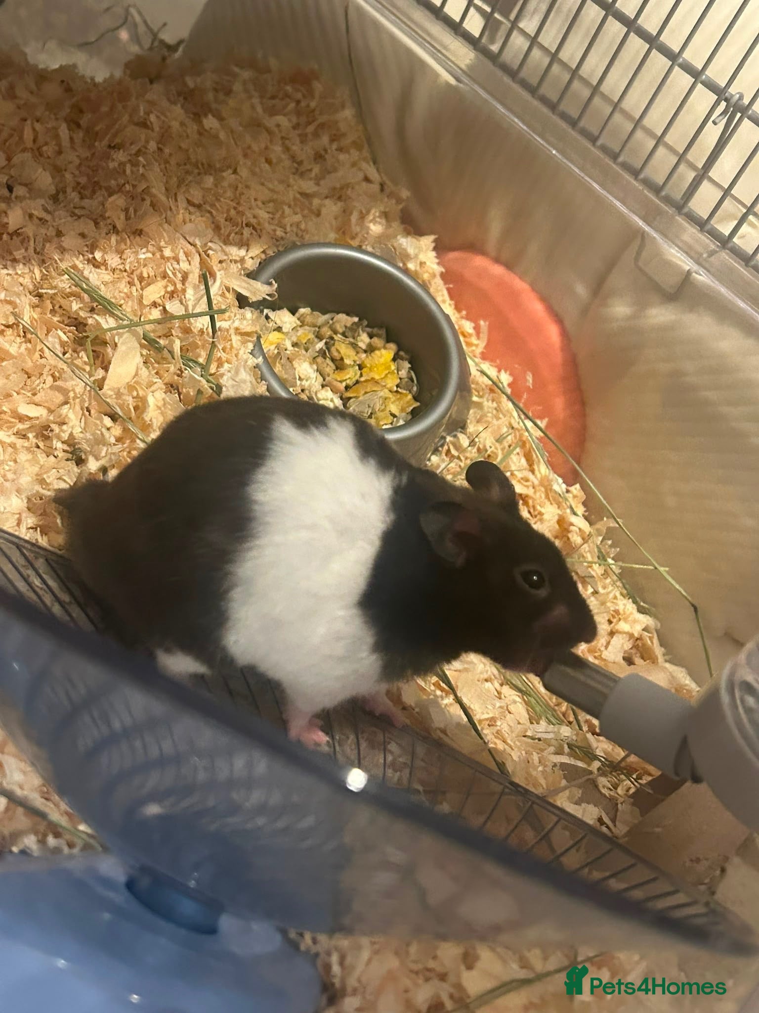 Hamster rodents Syrian Hamster and Full Setup - Advert 1