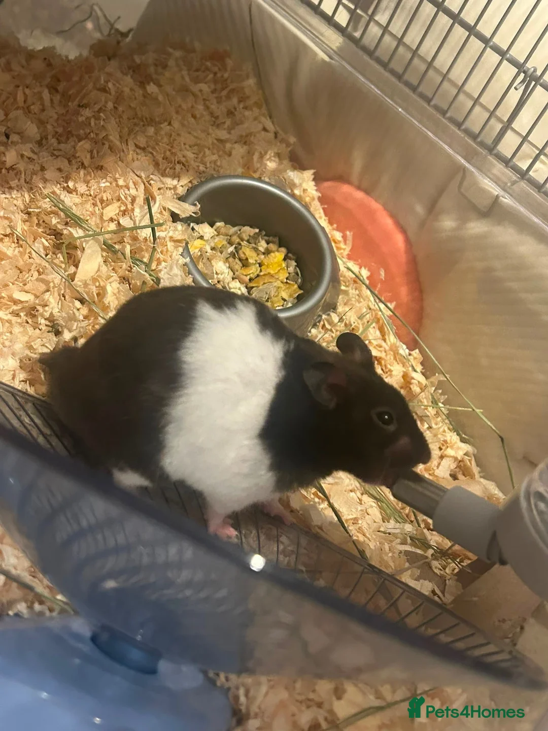 Hamster rodents for sale: Syrian Hamster and Full Setup in Milton Keynes - Advert 1