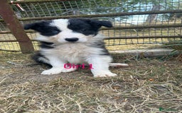 Border Collie dogs for sale: Border collie pups for sale  - Image 8