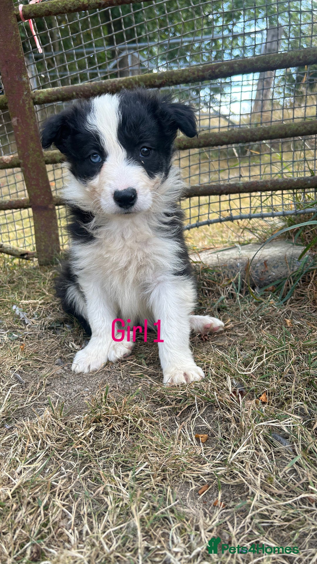 Border Collie dogs for sale: Border collie pups for sale  - Image 8