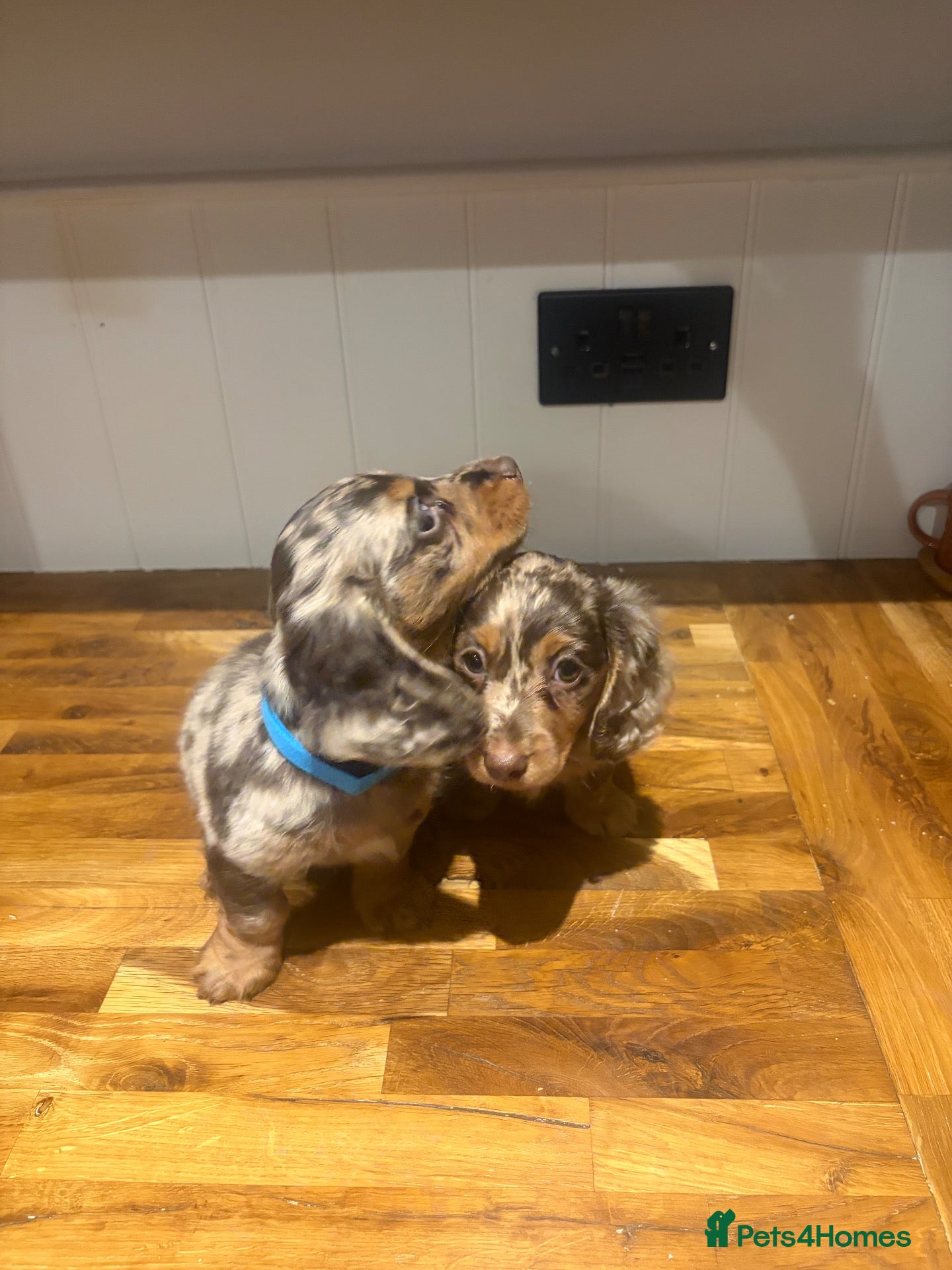 Miniature Dachshund dogs for sale: Miniature long-haired Dachshund Pups  - Advert 6