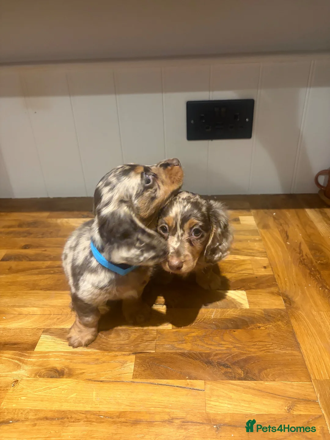 Miniature Dachshund dogs for sale: Miniature long-haired Dachshund Pups  - Advert 1