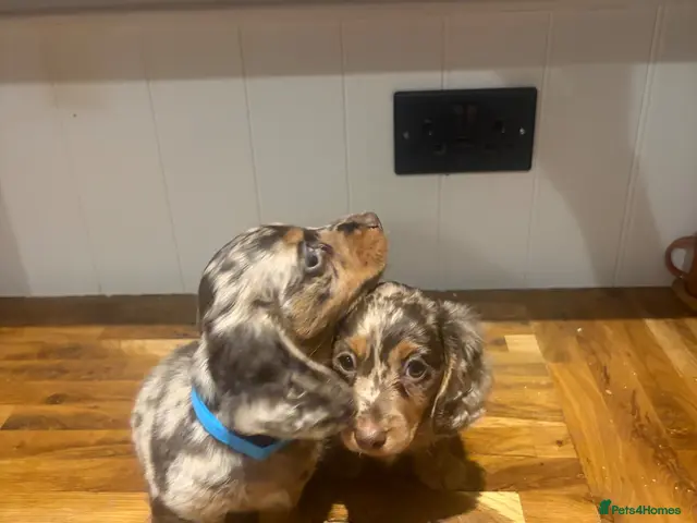 Miniature Dachshund dogs for sale: Miniature long-haired Dachshund Pups - Advert 6