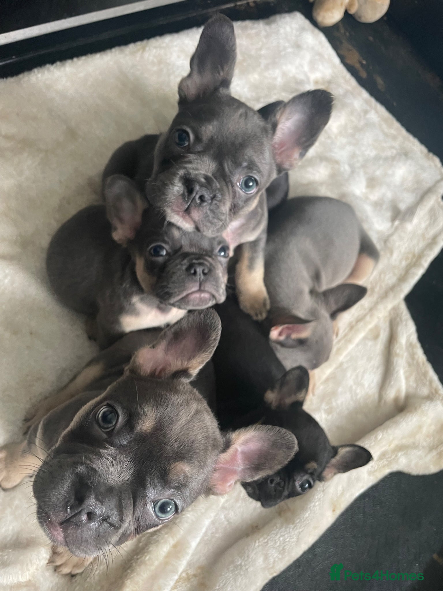 French Bulldog dogs for sale: Quality French bulldog puppies pet price in Dronfield - Advert 17