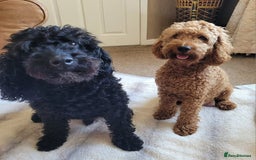 Cockapoo dogs for sale: Cockapoo F2 puppies 8 weeks old. - Image 13