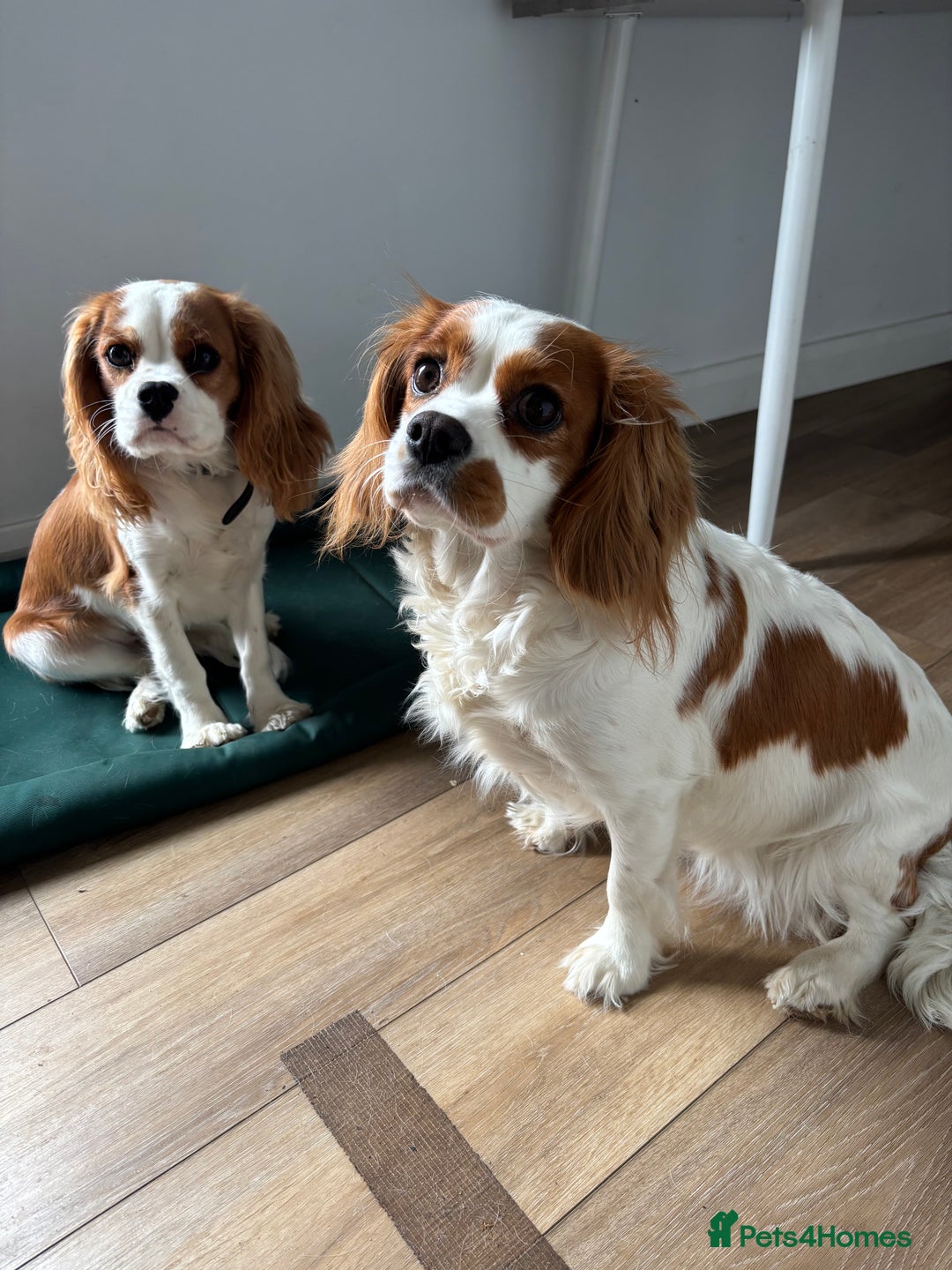 Cavalier King Charles Spaniel dogs for sale: King Charles cavalier - Male - Image 9