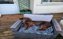 Cocker Spaniel dogs for sale: KC registered cocker spaniels - Image 18