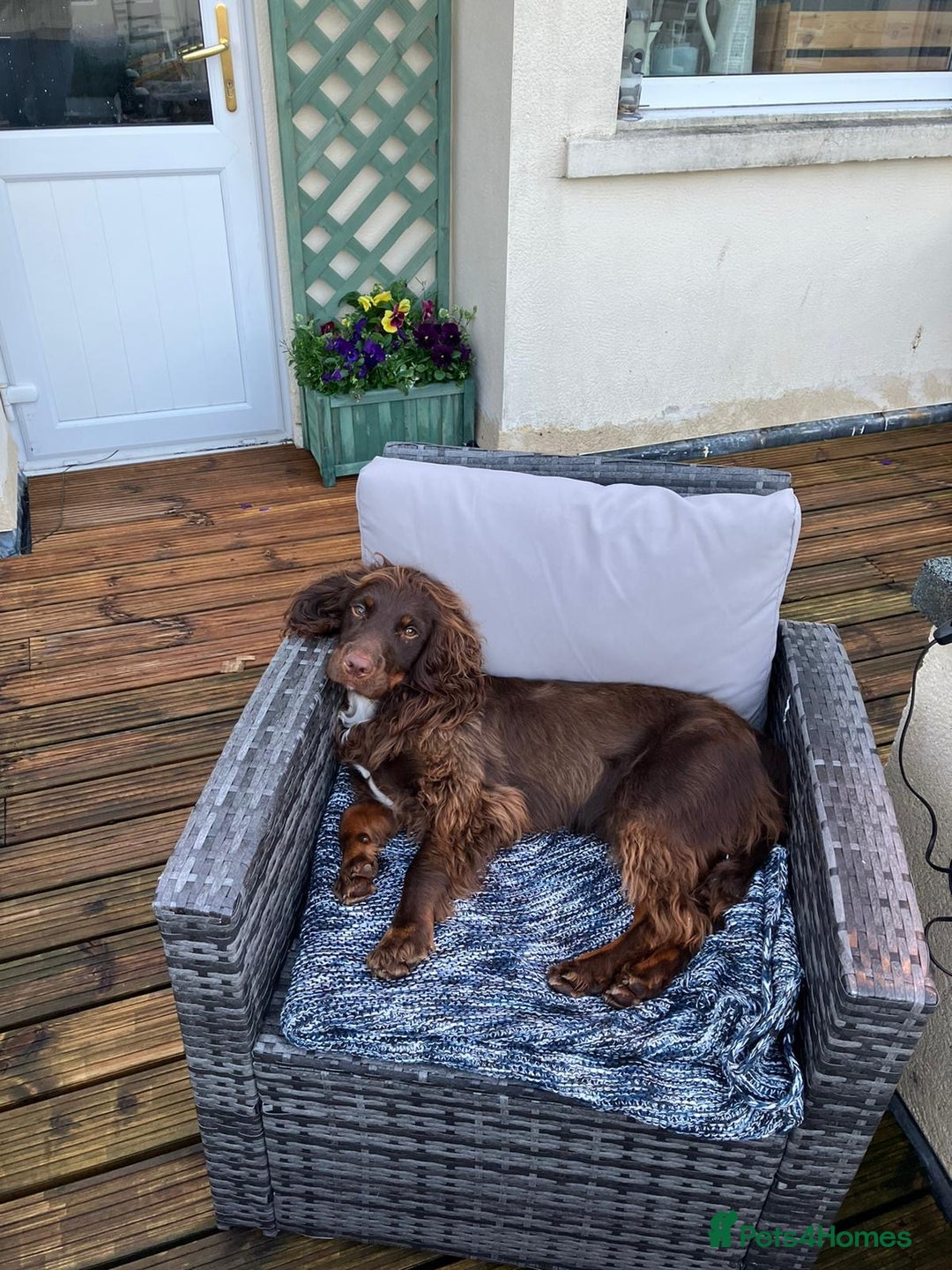 Cocker Spaniel dogs for sale: KC registered cocker spaniels - Image 18